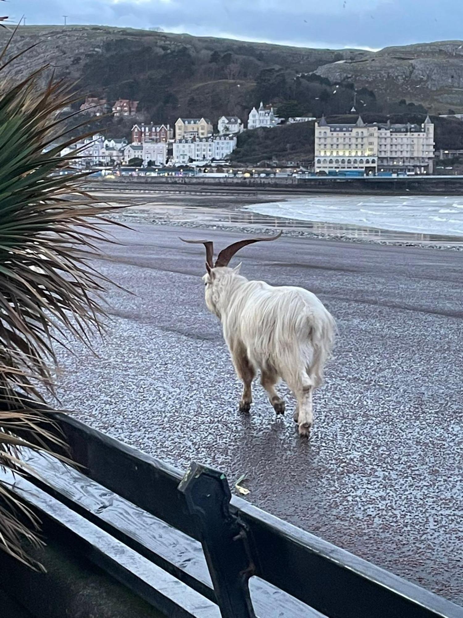 Glan Y Mor Hotel (Adults Only) Llandudno Zewnętrze zdjęcie